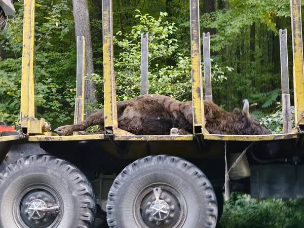 На Львівщині вантажівка збила 700-кілограмового зубра (фото 18+)