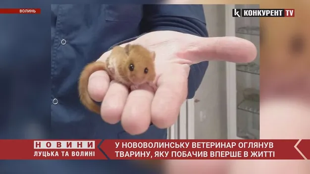 На Волині до ветеринара принесли тварину, якої він ще ніколи не бачив (фото, відео)