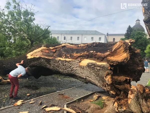 У Луцьку негода знищила Лесин ясен (фото, відео)