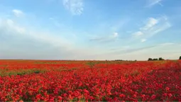 Волинь потонула у червоних барвах: в області масово зацвіли макові поля (фото)