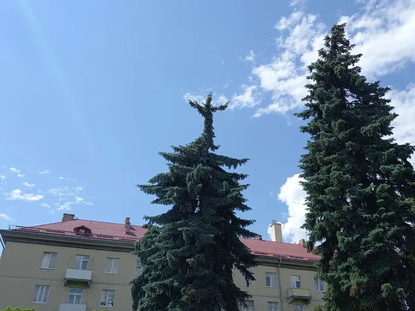 Як у Ріо: на луцькій ялинці помітили Христа-Спасителя (фото)