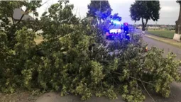 Повалені дерева та спалені будівлі: наслідки нічної грози на Волині (відео)