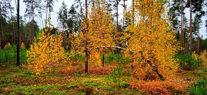 Золота осінь на Поліссі: ліс вражає неймовірними барвами (фото)