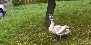 У Луцьку знайшли наляканого вибухами лебедя (відео)