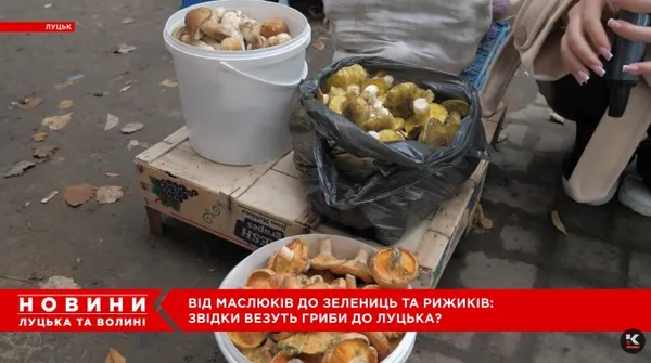 Від білих і красноголовців до зелениць і рижиків: на луцькому ринку – грибний ажіотаж (відео)