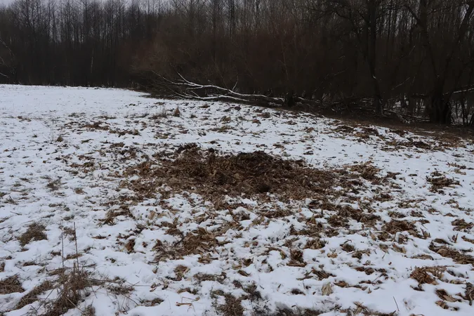 На Волині порахували зубрів і зубренят (фото)