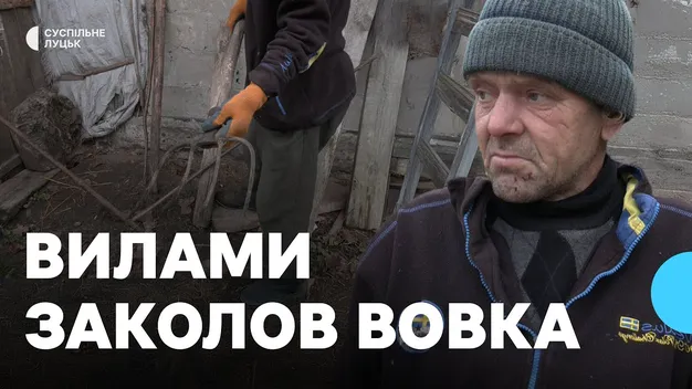Вбив вовка вилами: яка ситуація з поширенням сказу і відстрілом диких тварин на Волині (фото, відео)