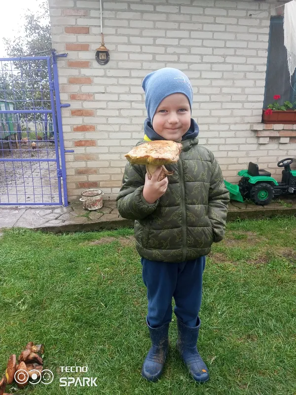 Десятки «лісових трофеїв»: волинянин розсекретив грибне місце (фото)