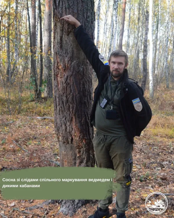 Ведмідь написав, олень відповів: у лісах Полісся знайшли незвичайний чат на дереві (фото)