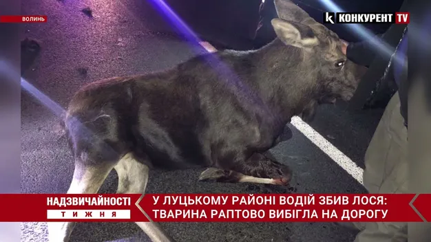 Надзвичайності тижня: водій збив єпископа; нелюди морили собаку голодом; самогубство атовця (відео)