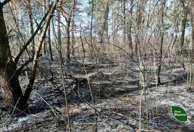 На Ківерцівщині вночі зловили паліїв лісу (фото)