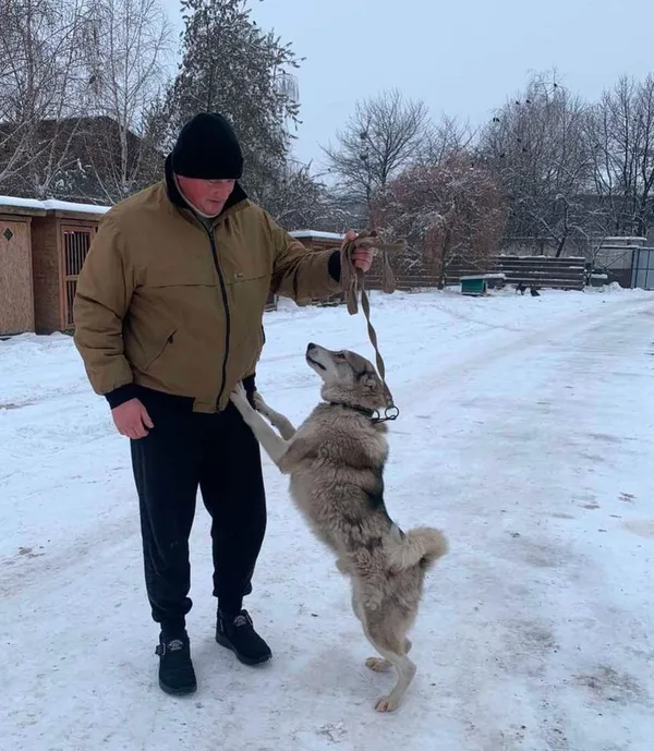 За рік луцька «Ласка» прилаштувала в родини 110 котів та собак (фото)