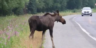 На ковельській трасі збили двох лосів: одна тварина загинула (фото)