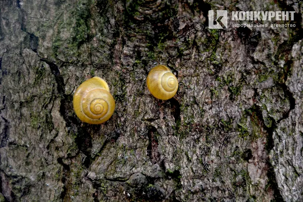 Осінь у луцькому парку: тиша і сплеск кольорів (ФОТО)