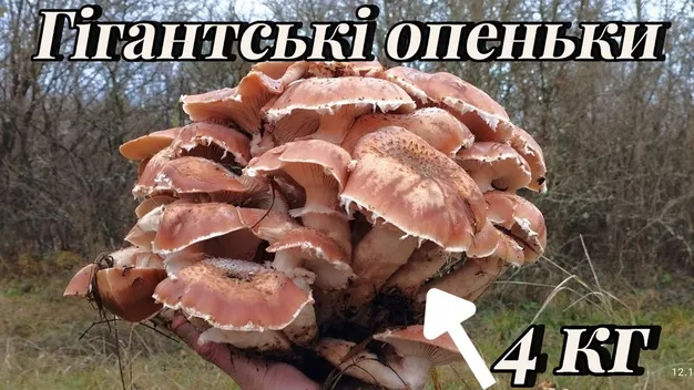 У лісах на Волині в листопаді знайшли гігантські опеньки (відео)