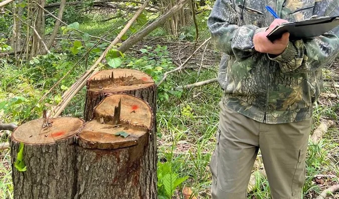 У Луцькому районі – масштабна рубка дерев на 14 000 000 гривень