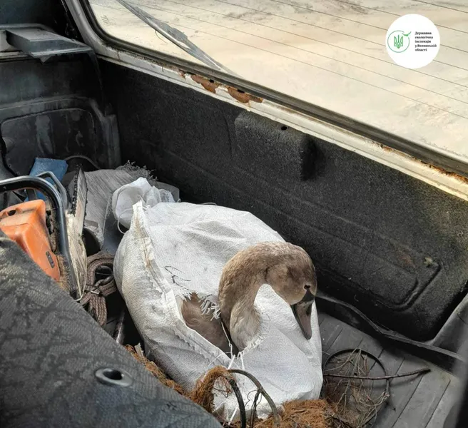 Має шанс вижити: на Волині екологи допомогли молодому лебедю (фото)