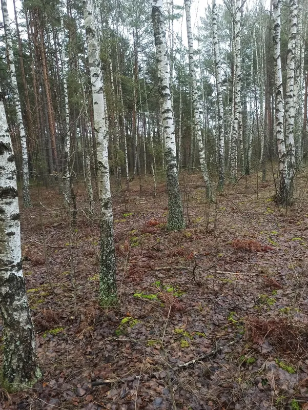 Грибна аномалія: на Волині у грудні знайшли купу лисичок (фото)
