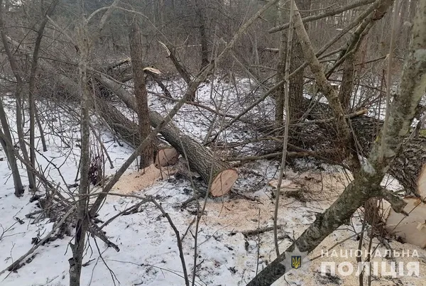 У нацпарку на Волині чоловік бензопилою зрізав дерева (фото)
