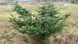 На Волині покрали висаджені біля церкви ялинки (фото) 