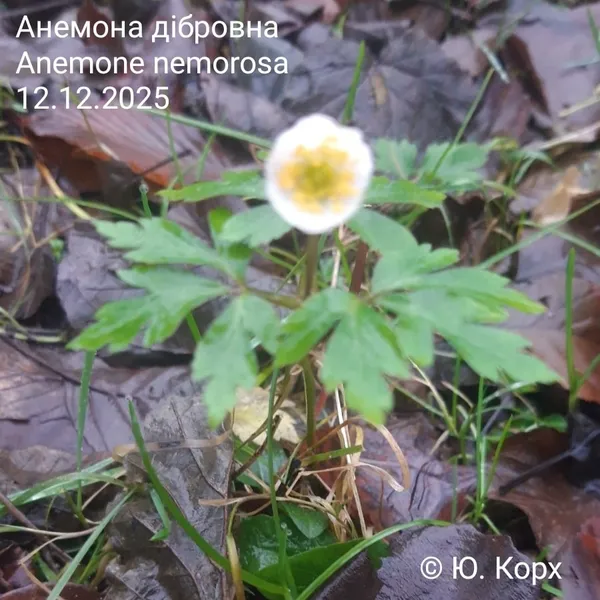 На волинському Поліссі взимку зацвіли вітряні квіти (фото)