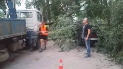 У Луцьку сильний вітер звалив дерево на авто (фото) 