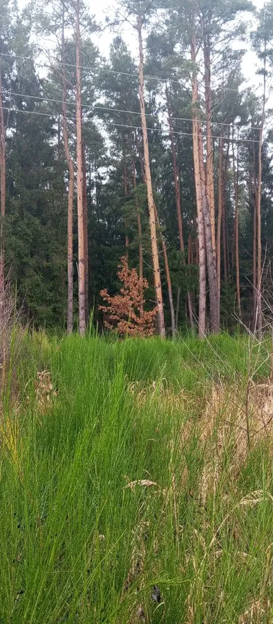 Серед лісу на Волині знайшли пальці мерця і не тільки