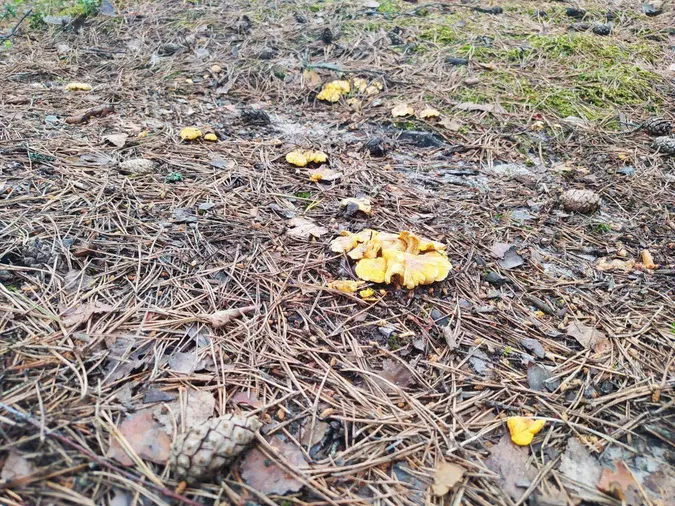 Після дощів у лісах Полісся масово з'явилися лисички: де саме (фото)