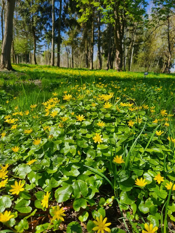 Весняний Луцьк: показали фото заквітчаного міста