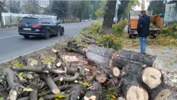 На Ківерцівській у Луцьку порізали дерева і знищили чорнобривці Василя Рижука (деталі)