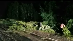 Негода на Волині повалила дерева (фото)