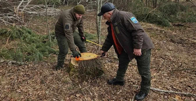 Замість лісу – понад 300 пнів: на Волині виявили незаконну вирубку (фото)