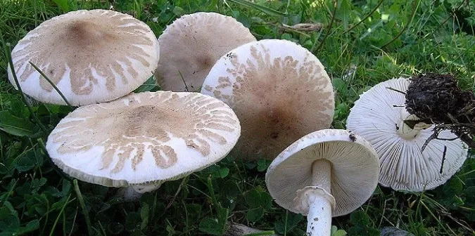 Як приготувати гриби-парасольки, щоб були смачніші, ніж м'ясо