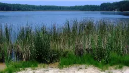 У лісі на Волині заховалося озеро з червонуватою водою, оточене дюнами (фото)