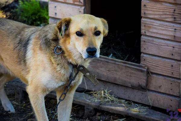 Хвостаті з благальними поглядами: показали мешканців луцького КП 