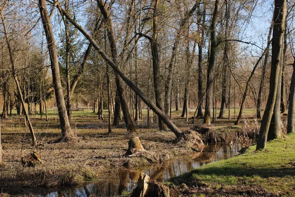 Бобри поїли: коли з луцького парку приберуть повалені дерева (фото)