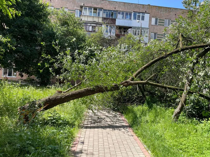 Стовбур розтрощило навпіл: у Луцьку штормовий вітер поламав дерева (фото)