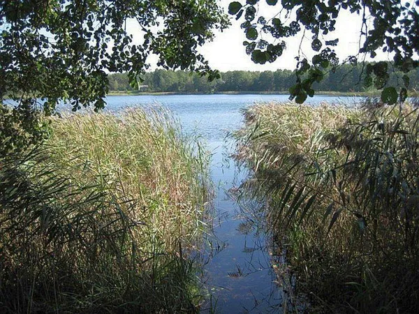 Дно, як на долоні: серед густого лісу на Волині заховане глибоке озеро з кришталево чистою водою (фото)