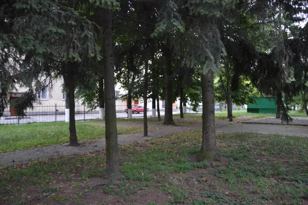 Частину дерев, які зріжуть, обіцяють компенсувати