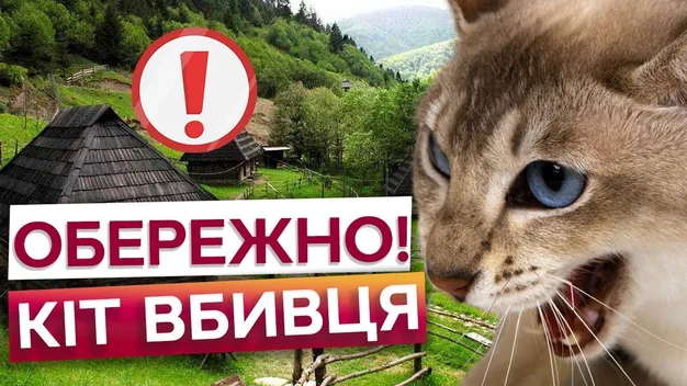 На Волині скажений кіт подряпав та вкусив 5-ох людей: що з постраждалими (відео)
