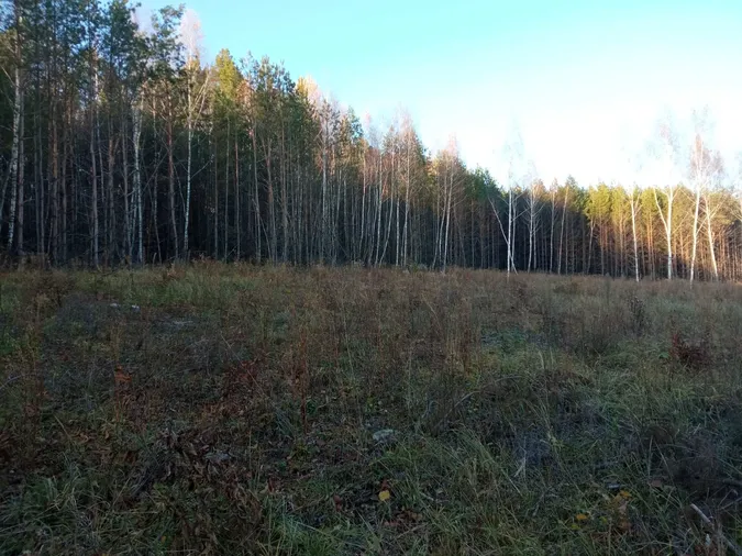 На Волині невідомі вирубали близько тисячі дерев