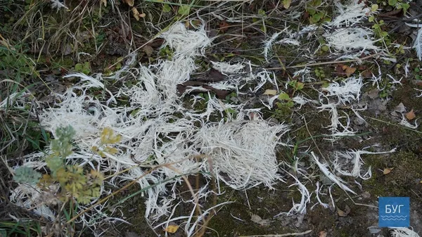 У Нововолинську підприємство «Екопротеїн» припинило діяльність