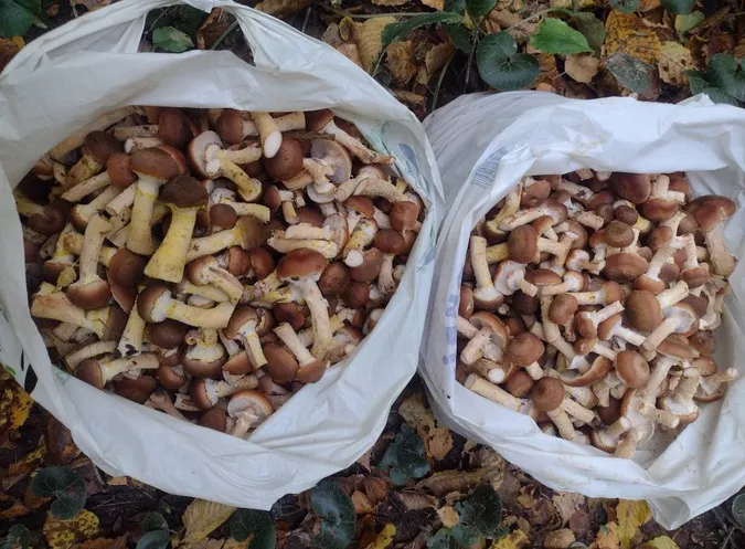 Опеньковий релакс: в лісі на Волині зібрали 10 кг грибів в одні руки (фото)