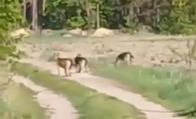 Волинянку нажахала зграя вовків біля села (відео)