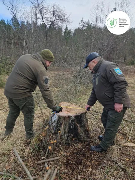 Замість лісу – понад 300 пнів: на Волині виявили незаконну вирубку (фото)