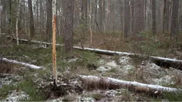 У нацпарку на Волині помітили червонокнижного звіра
