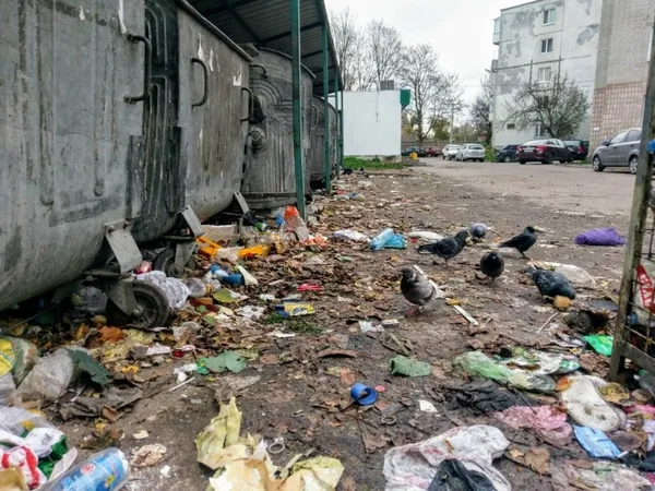 Розкатане сміття та мертві голуби: у Луцьку не прибирають смітники (фото)