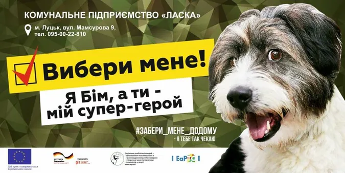 Вибори у КП «Ласка»: представили найпухнастіших і наймиліших кандидатів (фото)
