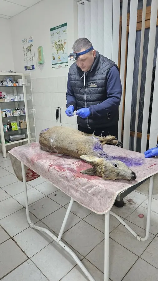 У лісі біля Устилуга відбили від собак козулю (фото)