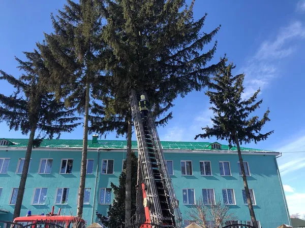 У Володимирі врятували кішку, яка три дні просиділа на дереві (фото)